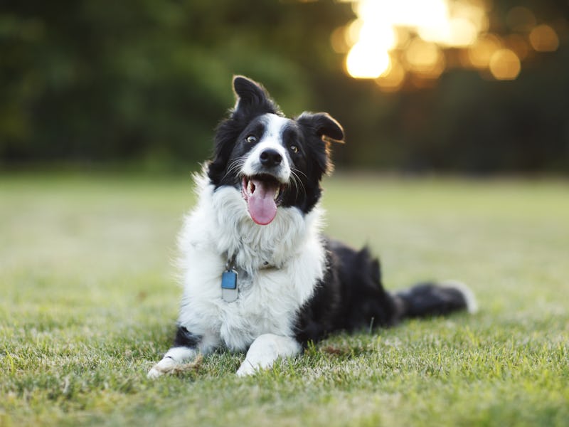 Happy border collie laying outdoors on the grass
