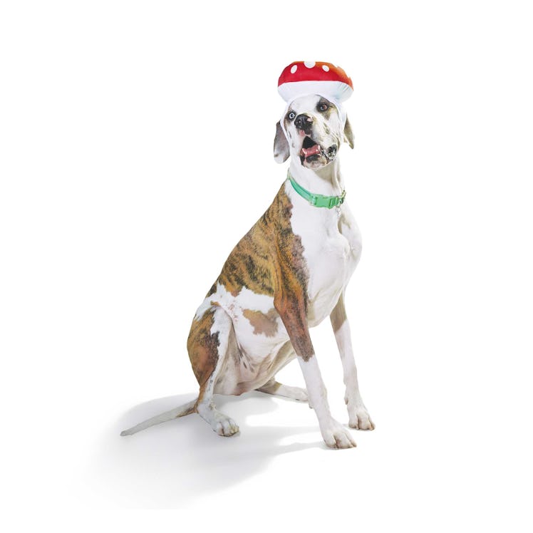 The Petco Halloween 2022 collection for dogs includes a mushroom hat. 