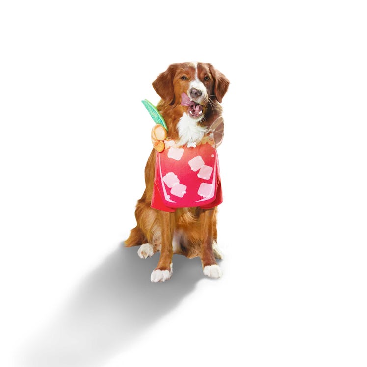 The Petco Halloween 2022 collection for dogs includes Bloody Mary costume. 