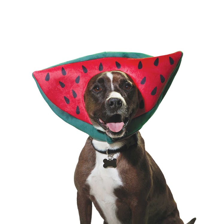 The Petco Halloween 2022 collection for dogs includes a watermelon headpiece. 