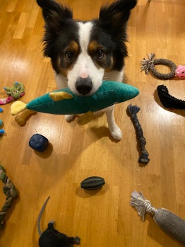 Gifted dog holding an oblong toy