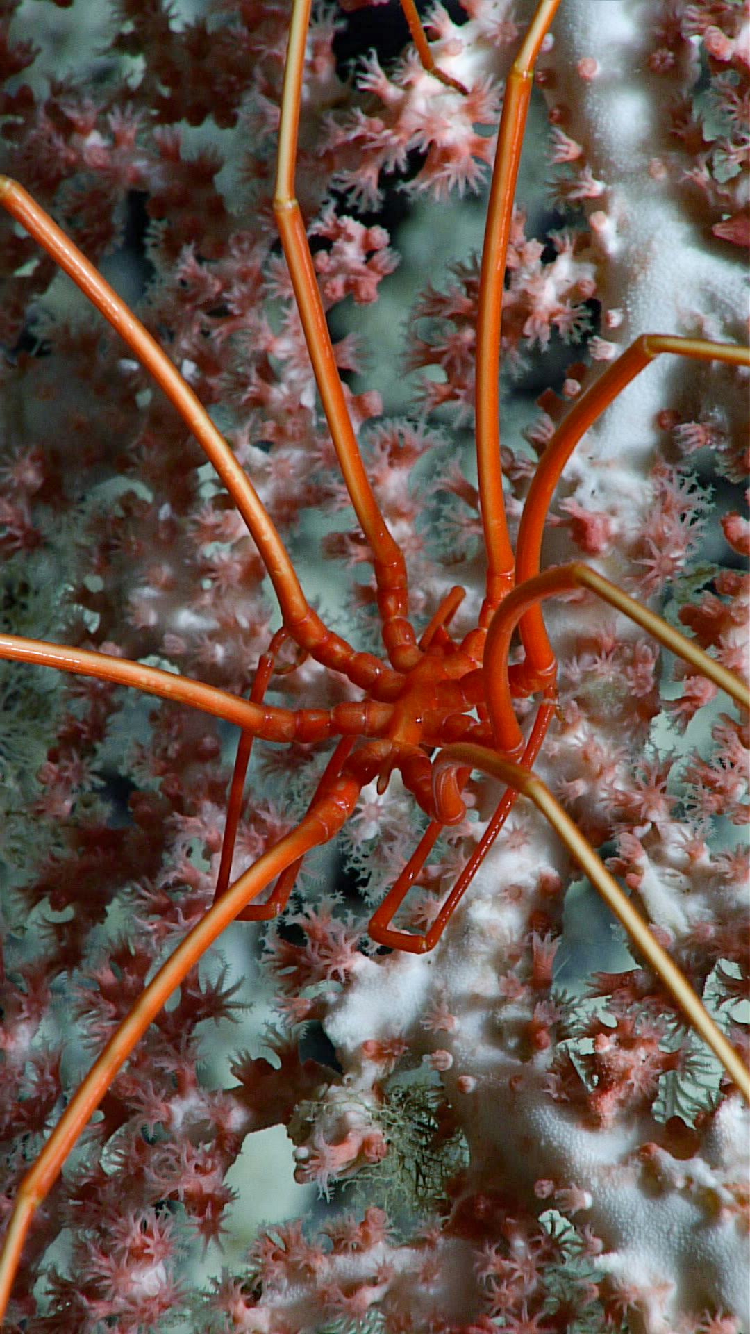 A bright red sea spider with thick spindly legs sitting on a pale pink coral