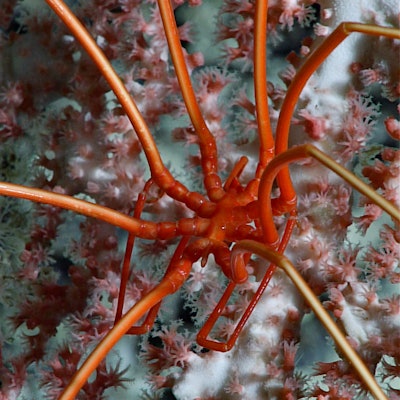 A bright red sea spider with thick spindly legs sitting on a pale pink coral