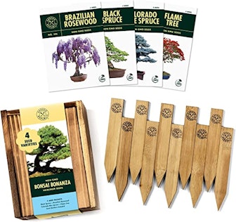 Bonsai Tree Seeds Kit