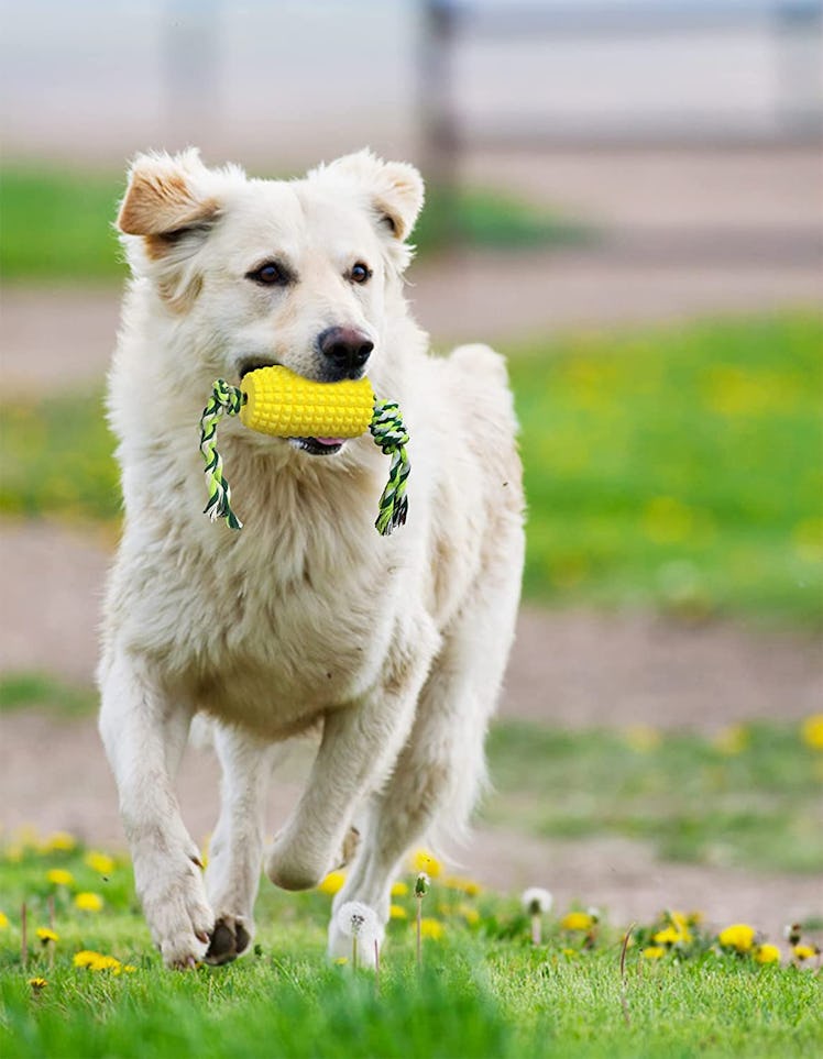 Carlgg Toothbrush Chew Toy