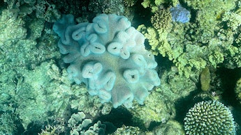 This picture taken on March 7, 2022, shows the current condition of coral on the Great Barrier Reef,...