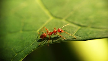 Red ant crawling on a leaf
