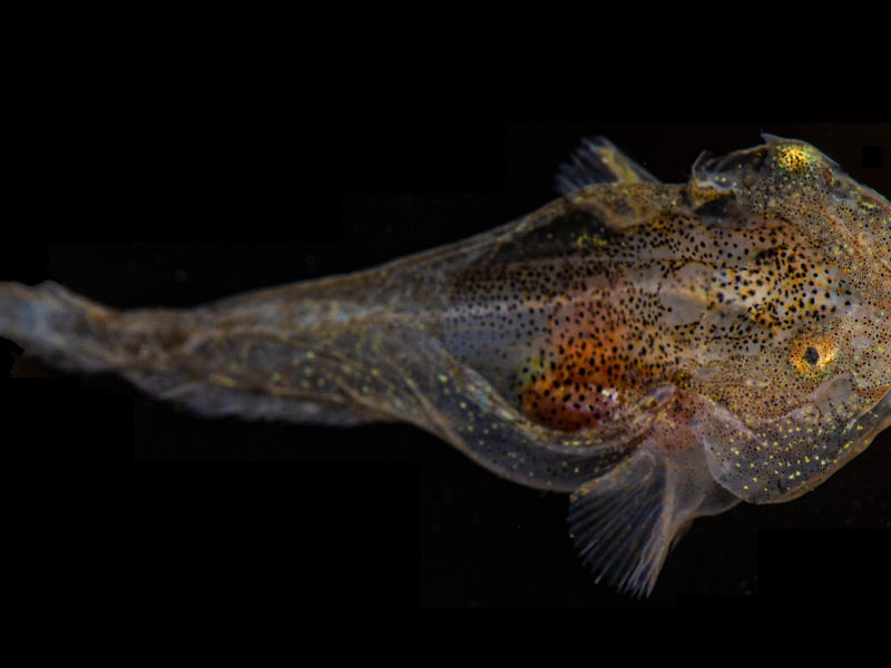 A view from the top of a white snailfish