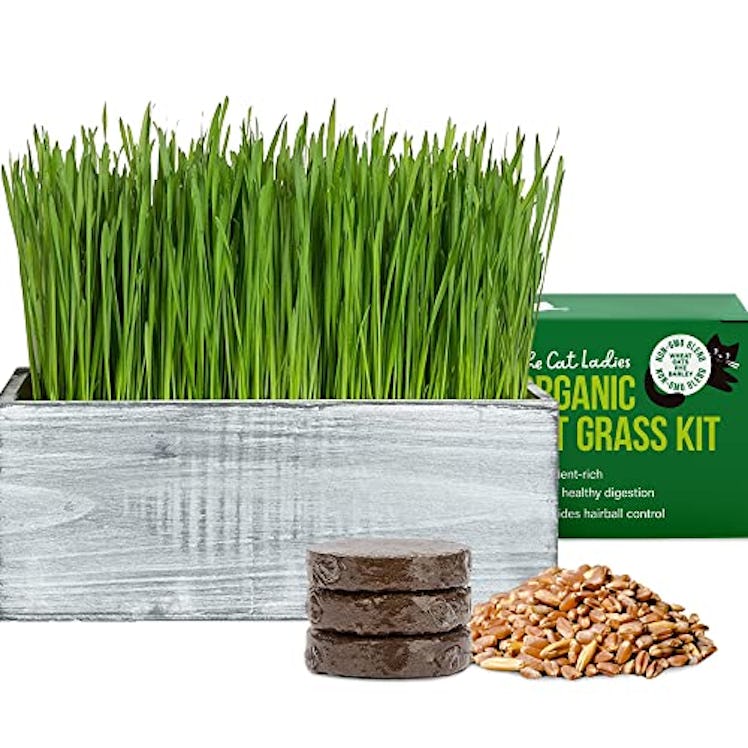 The Cat Ladies Cat Grass Kit