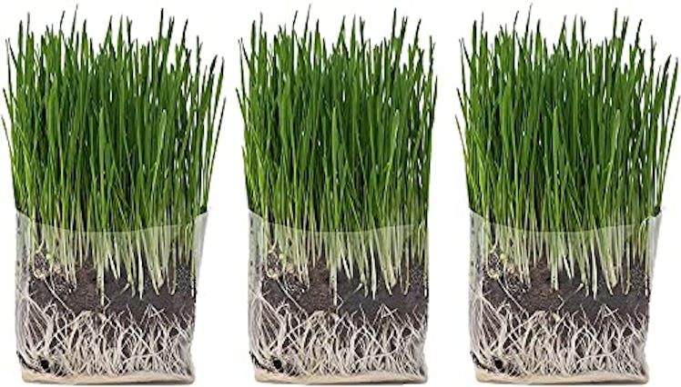 Cat Ladies Cat Grass Grow Bag Kit (3-Pack) 