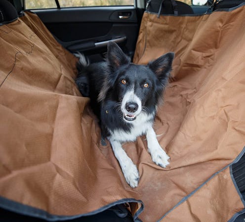 Best Dog Hammocks For Cars