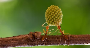 Two red ants on a branch holding up a round plant