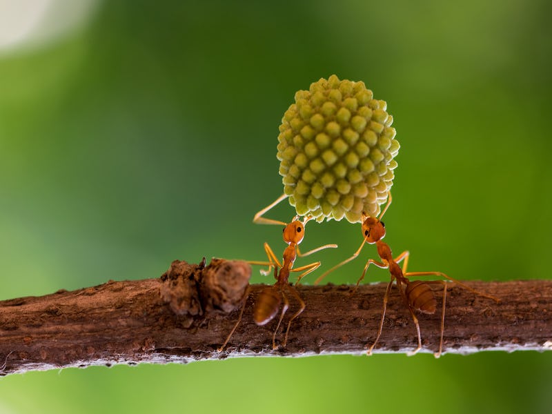 Two red ants on a branch holding up a round plant