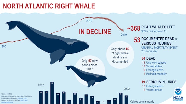 chart showing the decline of the right whale
