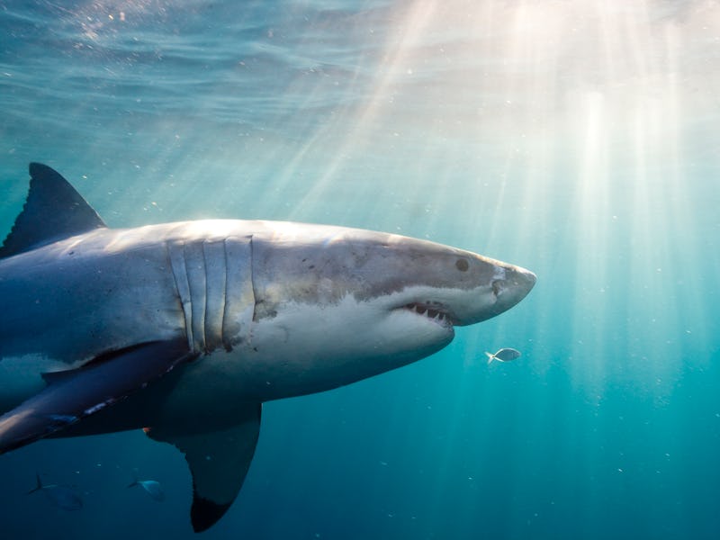Great white shark swimming