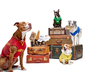 The 'Harry Potter' BarkBox is part of BarkBox's 'Harry Potter' and Disney villain Halloween costumes...