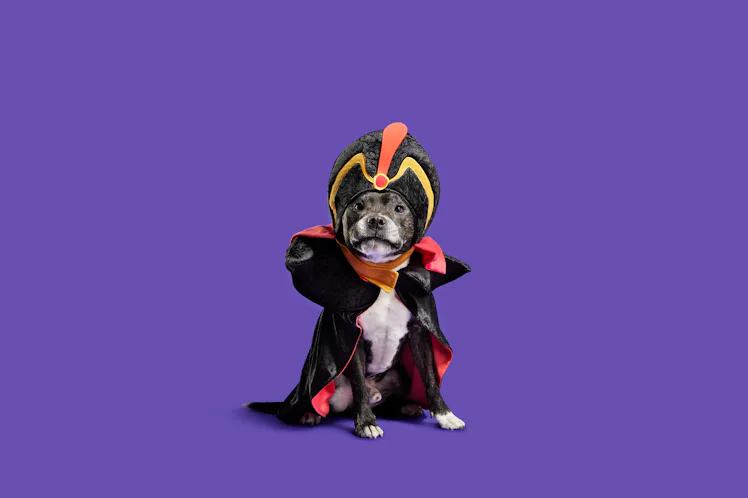 Barkbox Potter BarkBox's 'Harry Potter' & Disney Villain Dog Costumes For Halloween ...
