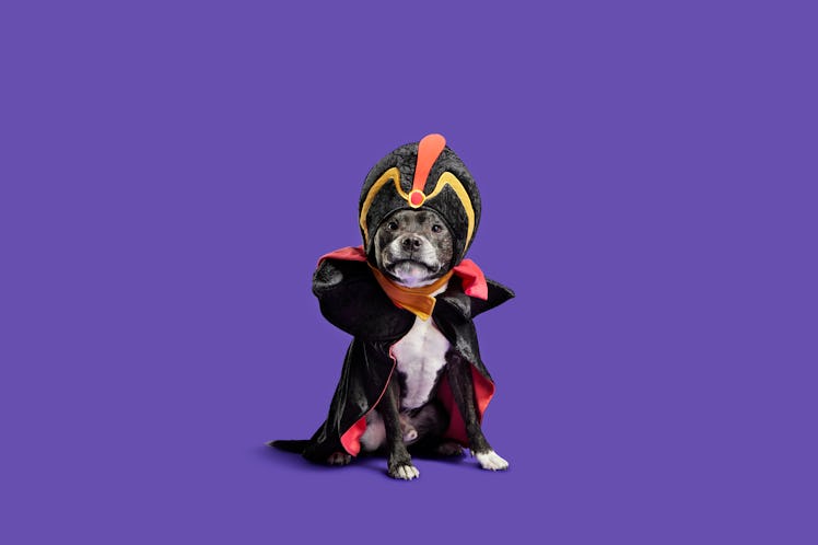 BarkBox's 'Harry Potter' and Disney villain dog costumes for 2022 includes a Jafar costume. 