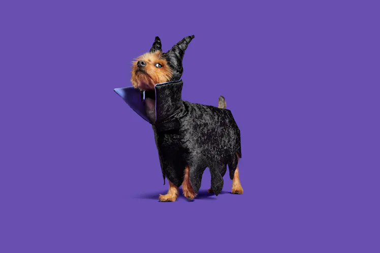 Barkbox Potter BarkBox's 'Harry Potter' & Disney Villain Dog Costumes For Halloween ...
