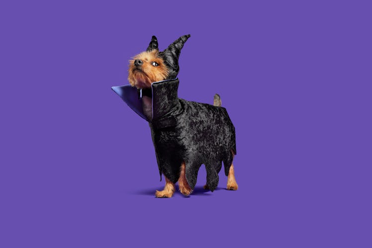 BarkBox's 'Harry Potter' and Disney villain dog costumes for 2022 includes a Maleficent costume. 