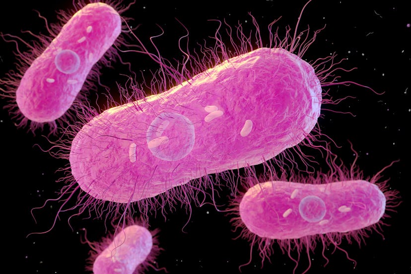 3d illustration of Salmonella sp. bacteria showing internal structure. Flagella, thin thread-like st...