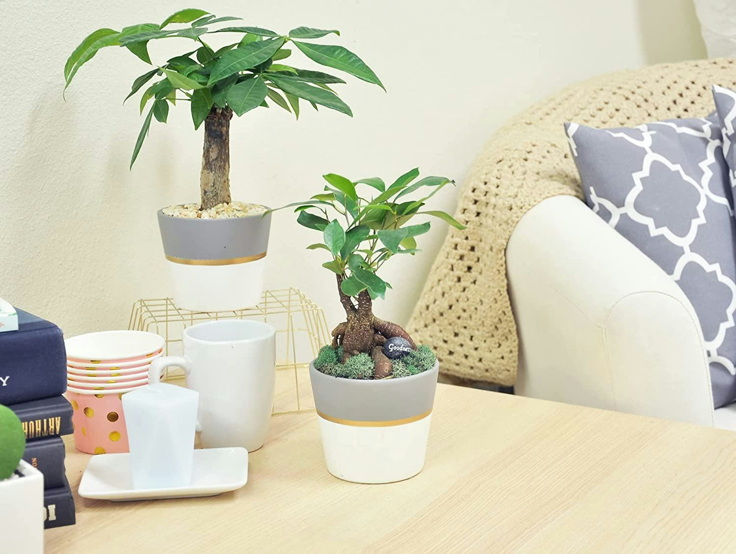 Costa Farms Money Tree in Ceramic Planter