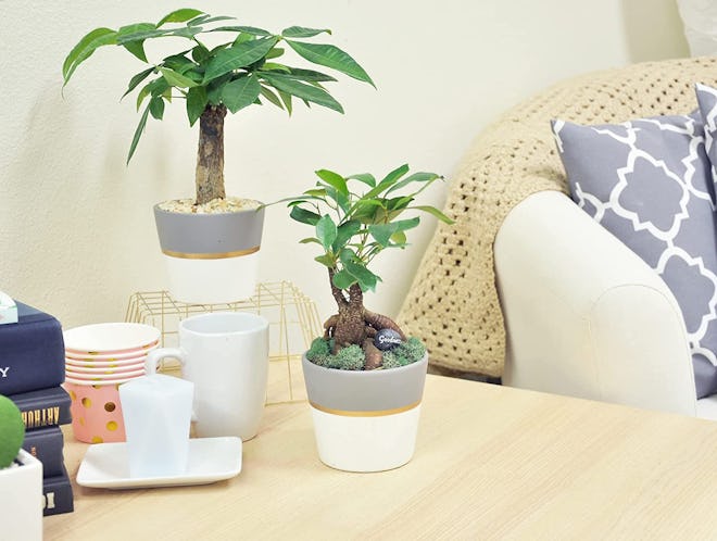 Costa Farms Money Tree in Ceramic Planter