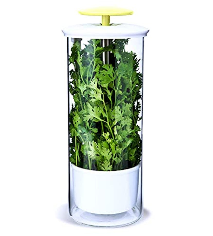 NOVART XXL Herb Keeper and Herb Saver