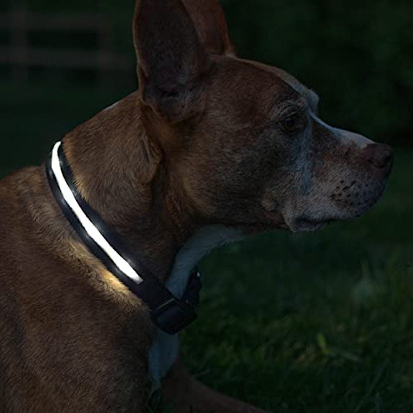 Blazin' Safety LED Dog Collar