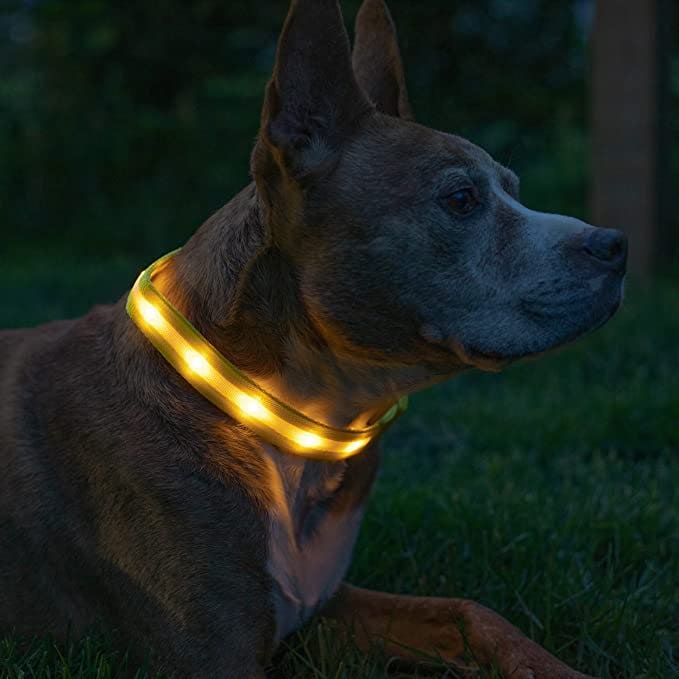Blazin LED Light Up Dog Collar