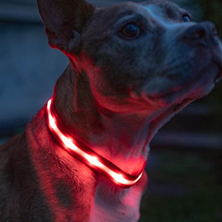 Blazin' LED Dog Collar