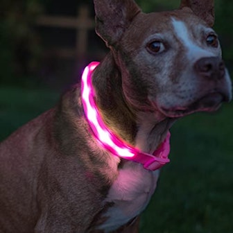 Blazin' Safety LED Light Up Dog Collar 