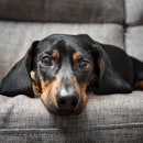 Daschund lays on couch and looks at camera