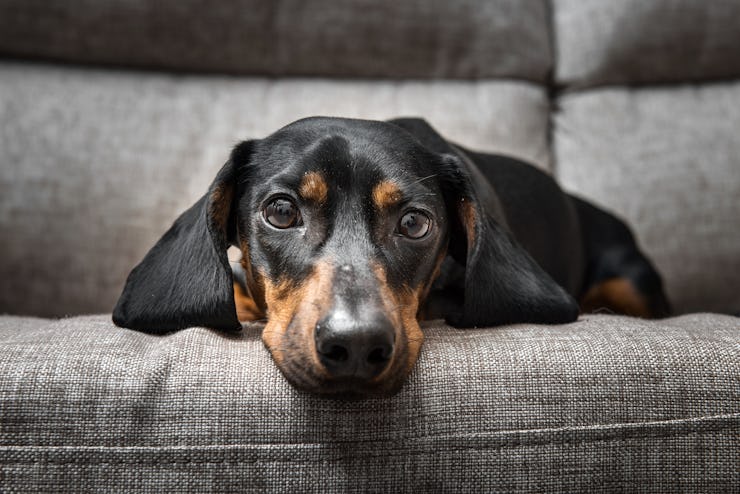 Daschund lays on couch and looks at camera