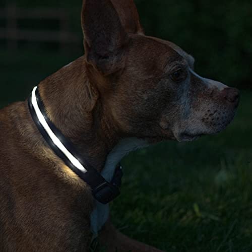 Blazin' LED Dog Collar