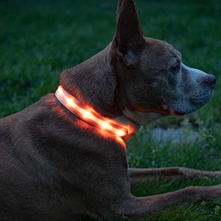 Blazin LED Light Up Dog Collar 