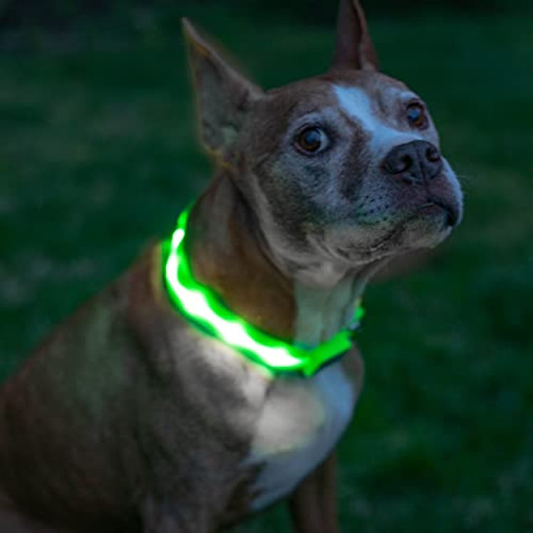 Blazin' LED Dog Collar