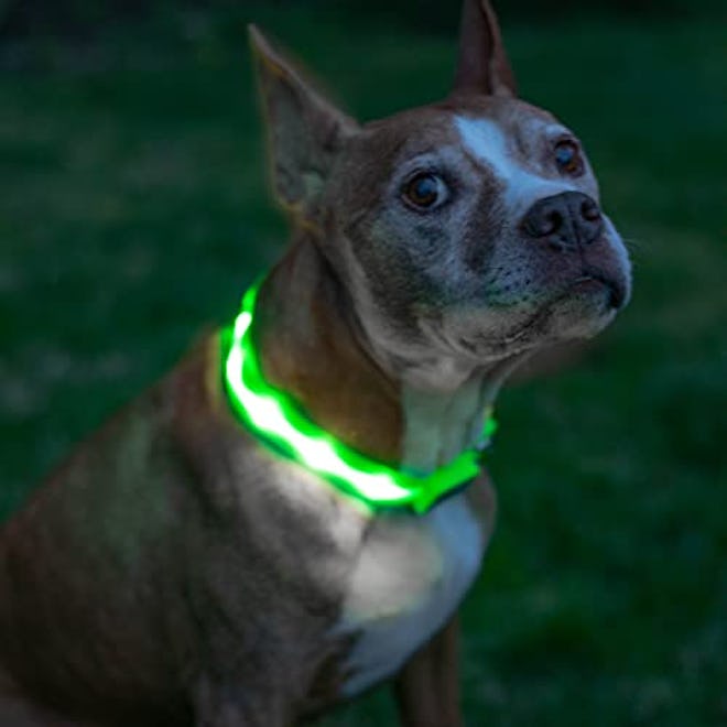 Blazin LED Light Up Dog Collar 