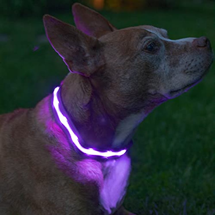 Blazin' Safety LED Dog Collar