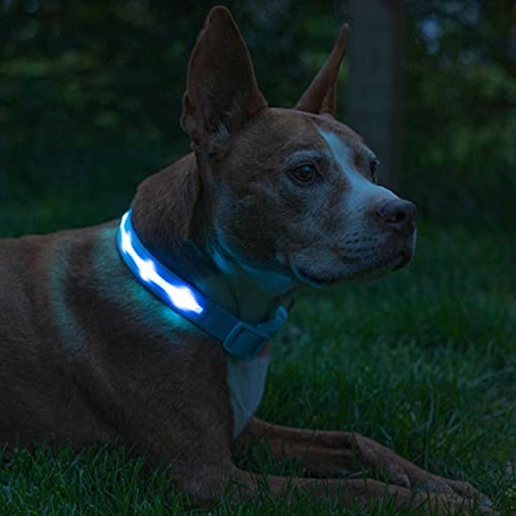 Blazin LED Light Up Dog Collar