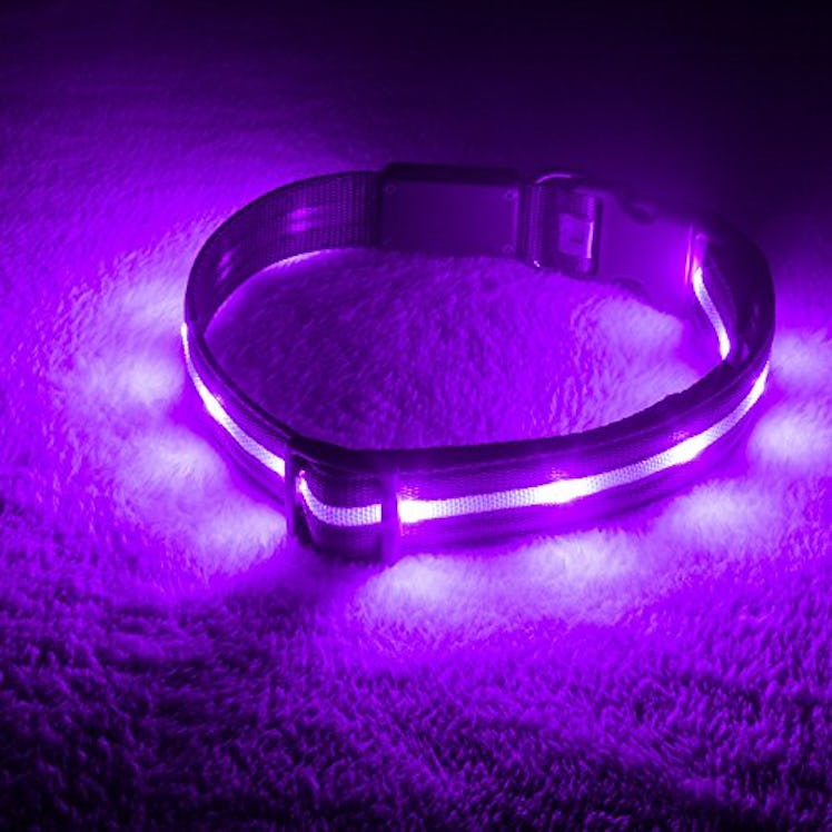 Blazin' Safety LED Dog Collar