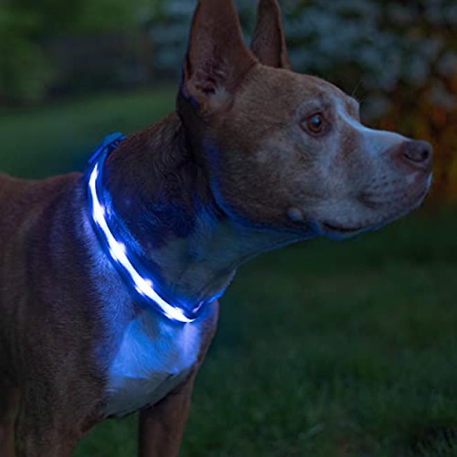 Blazin' Safety USB LED Dog Collar