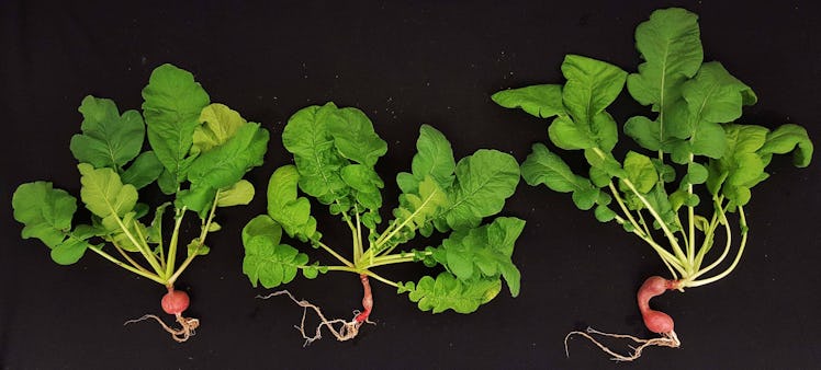 Alfalfa was grown in an environment that simulated Martian conditions to help plan future missions.