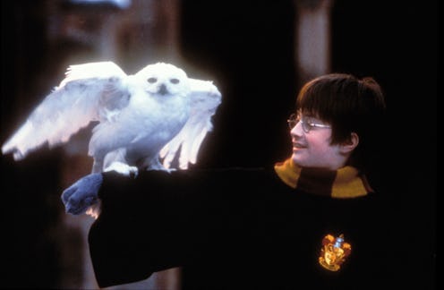 Daniel Radcliffe and Hedwig in 'Harry Potter And The Philosopher's Stone'