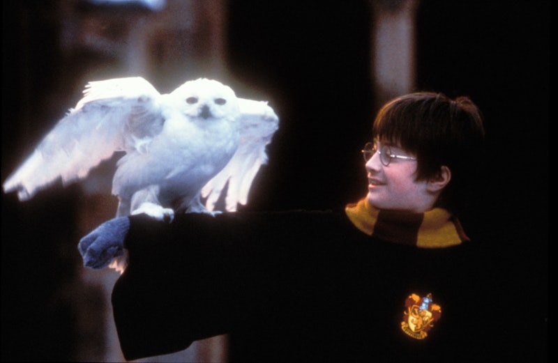 Daniel Radcliffe and Hedwig in 'Harry Potter And The Philosopher's Stone'