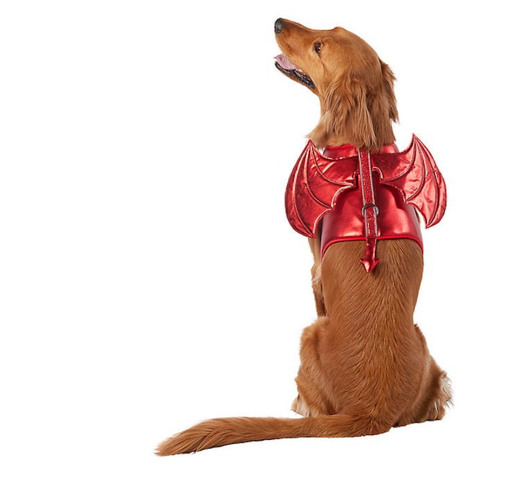 The devil cosume harnest vest is a  is a scary cute Halloween item from PetSmart for 2022.