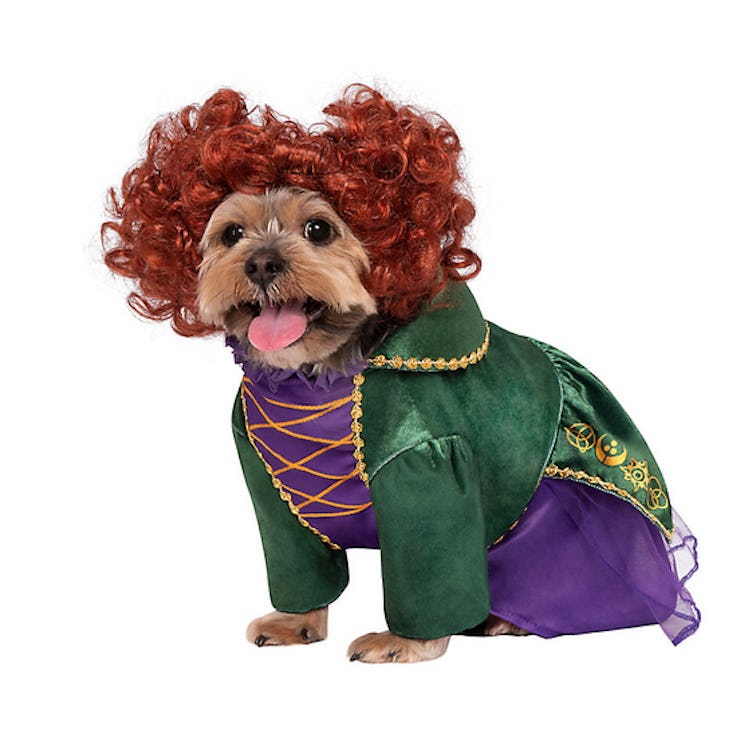 Winifred Hocus Pocus dog and cat costume is a scary cute Halloween item from PetSmart for 2022.