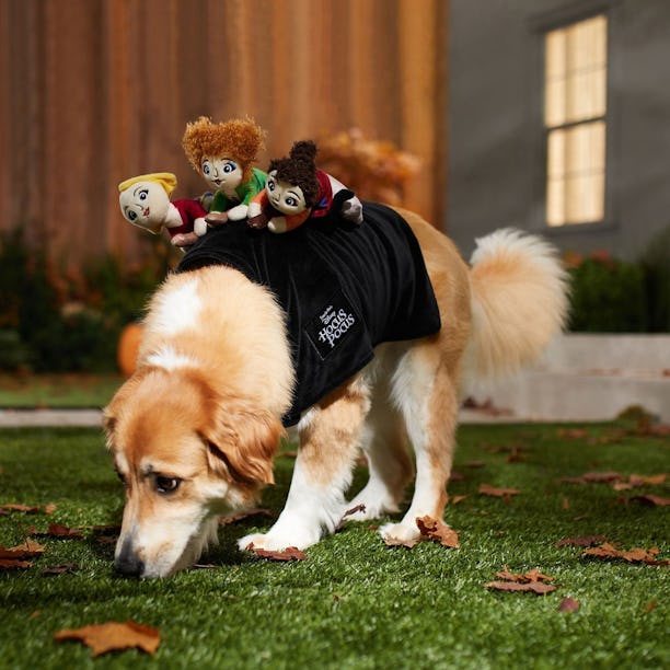 Chewy's Halloween dog costumes include a 'Hocus Pocus' costumes. 