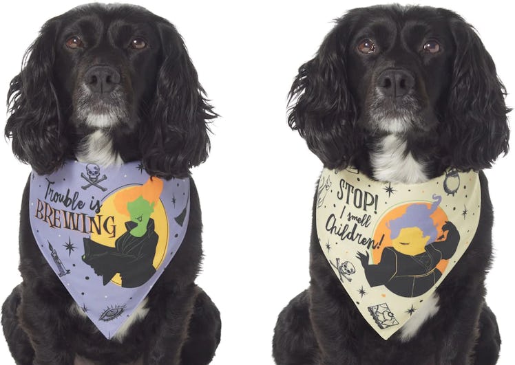 This 'Hocus Pocus' bandana is part of Chewy's Halloween dog costumes for 2022. 