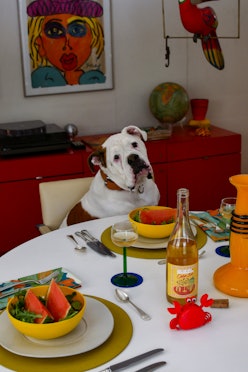 A dog sitting on a chair next to a served table with watermelons and a Simonmiller Casa Jus bottle